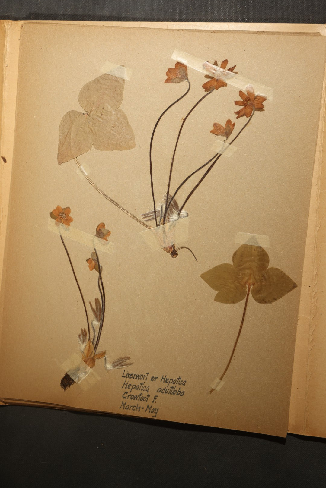 Grouping of five Antique Boy Scout Botany Merit Badge Specimen Collections with Over 100 Pages of Pressed Flowers, Plants, Leaves and Ferns, collected by Commissioner L.E. Sweitzer, Pittsfield, Massachusetts, 1922