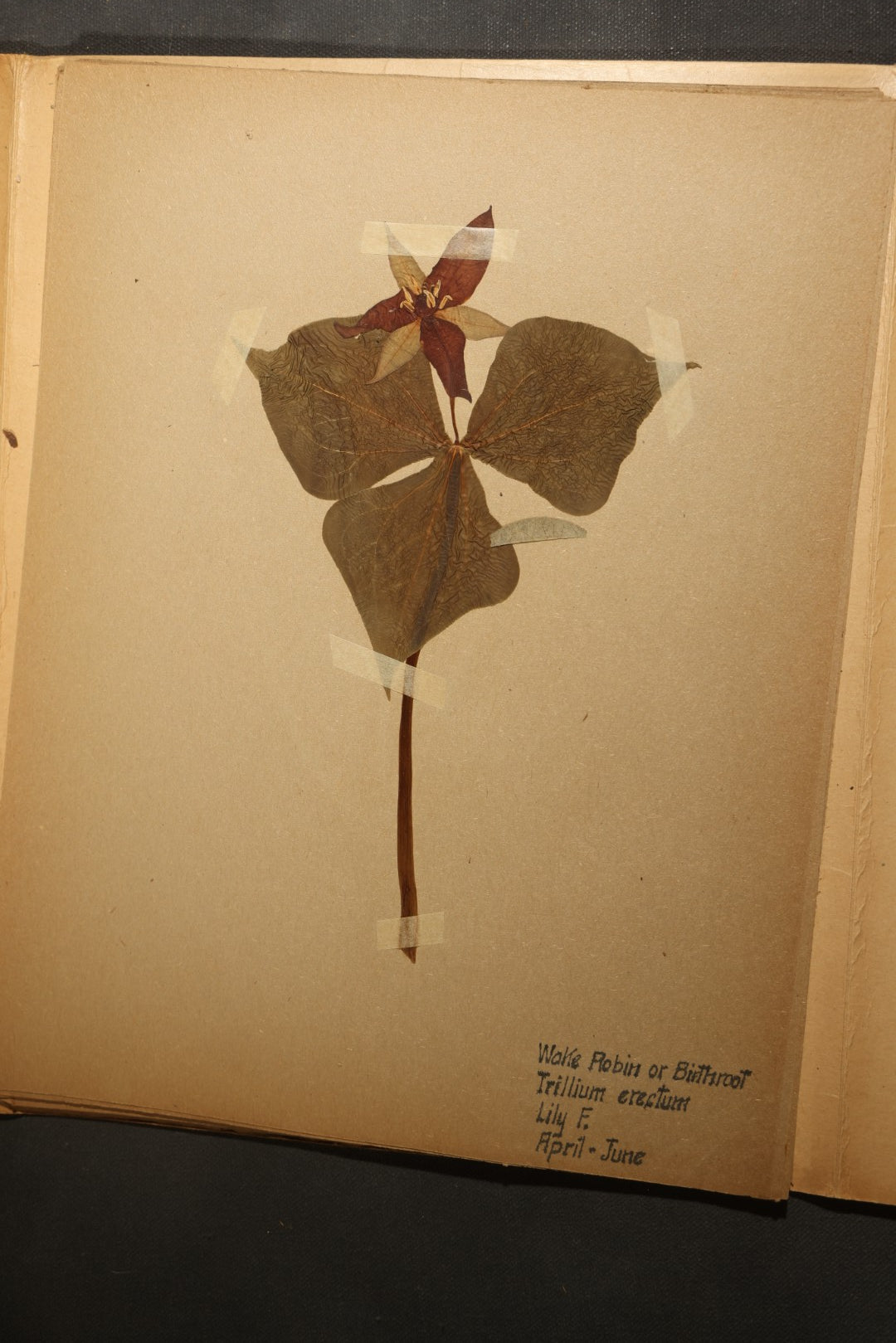 Grouping of five Antique Boy Scout Botany Merit Badge Specimen Collections with Over 100 Pages of Pressed Flowers, Plants, Leaves and Ferns, collected by Commissioner L.E. Sweitzer, Pittsfield, Massachusetts, 1922