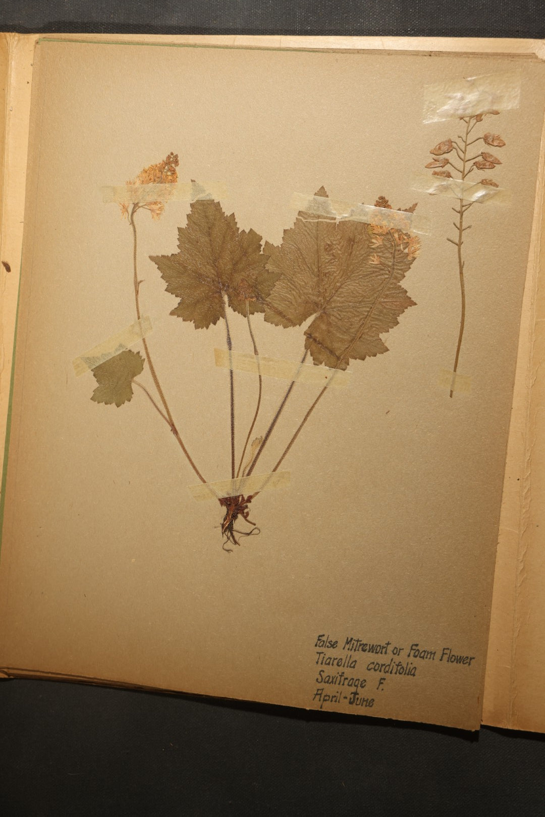 Grouping of five Antique Boy Scout Botany Merit Badge Specimen Collections with Over 100 Pages of Pressed Flowers, Plants, Leaves and Ferns, collected by Commissioner L.E. Sweitzer, Pittsfield, Massachusetts, 1922