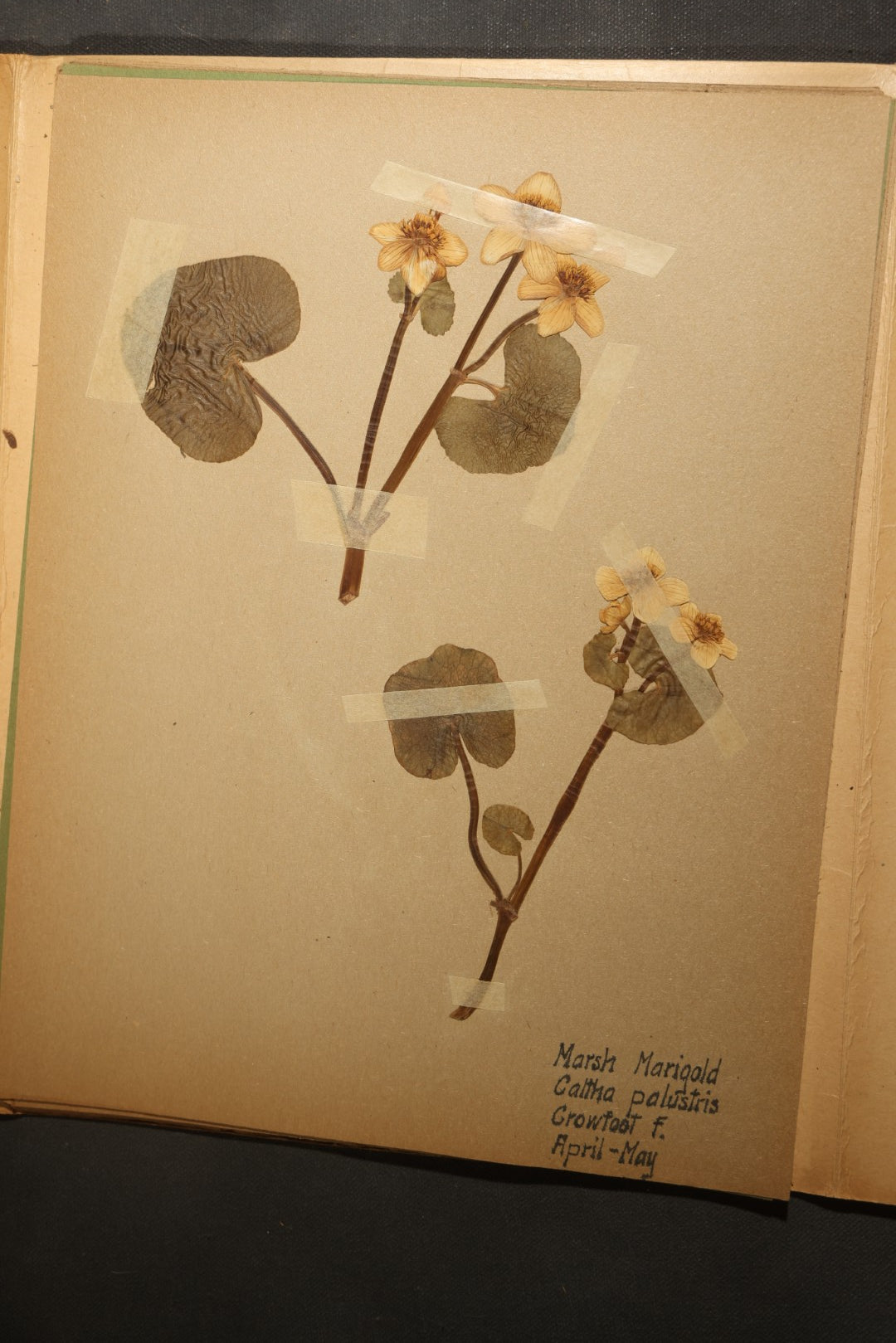 Grouping of five Antique Boy Scout Botany Merit Badge Specimen Collections with Over 100 Pages of Pressed Flowers, Plants, Leaves and Ferns, collected by Commissioner L.E. Sweitzer, Pittsfield, Massachusetts, 1922