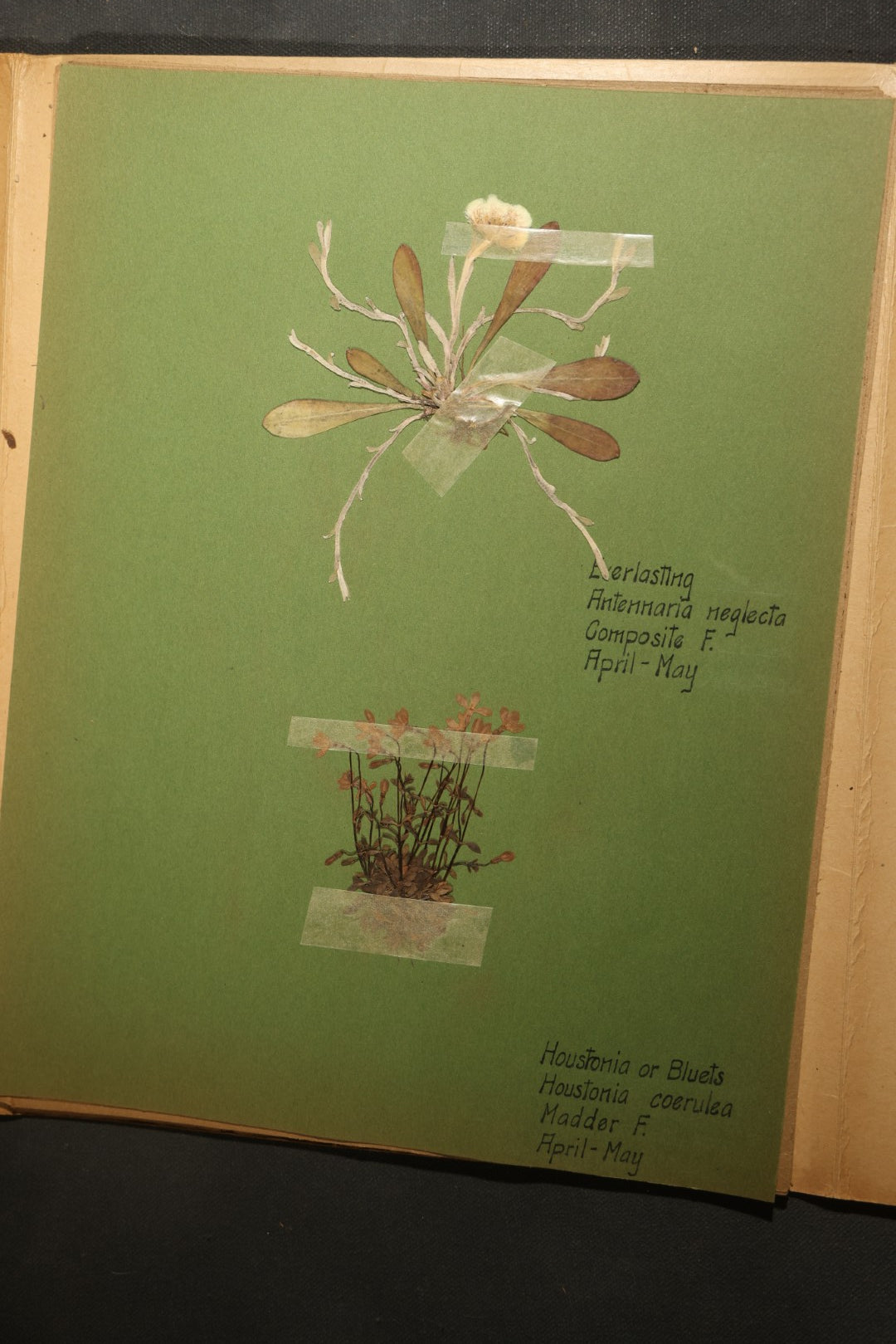 Grouping of five Antique Boy Scout Botany Merit Badge Specimen Collections with Over 100 Pages of Pressed Flowers, Plants, Leaves and Ferns, collected by Commissioner L.E. Sweitzer, Pittsfield, Massachusetts, 1922