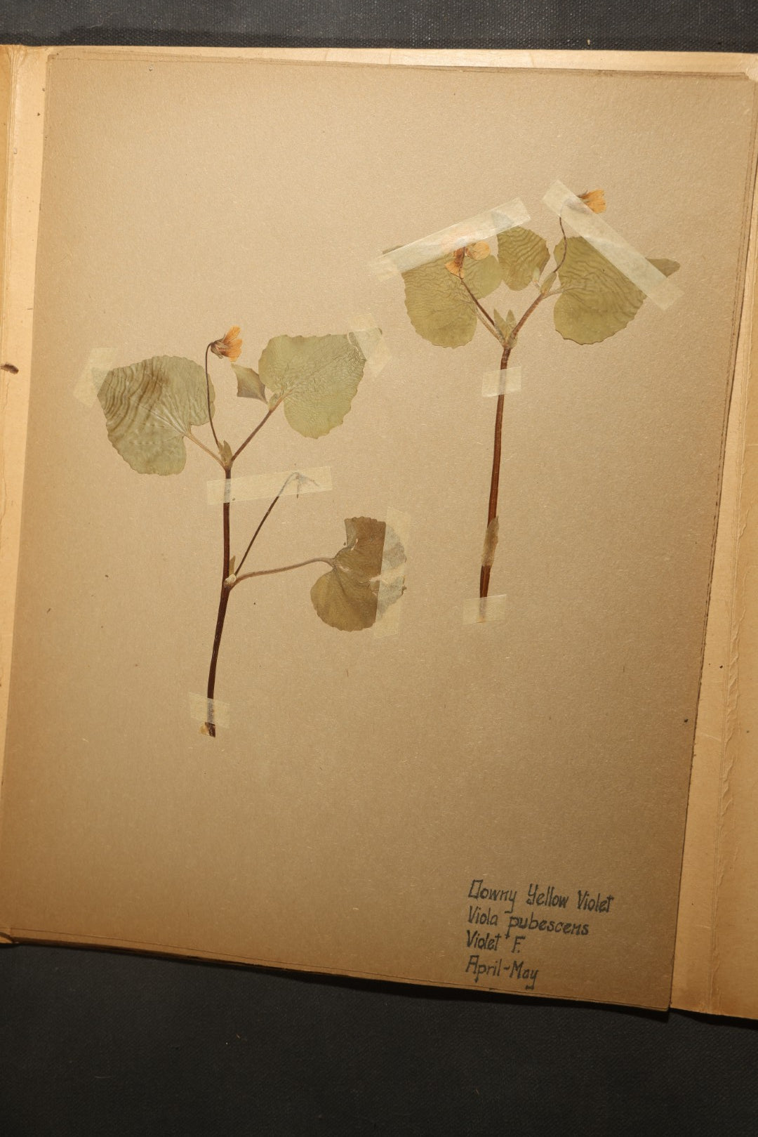 Grouping of five Antique Boy Scout Botany Merit Badge Specimen Collections with Over 100 Pages of Pressed Flowers, Plants, Leaves and Ferns, collected by Commissioner L.E. Sweitzer, Pittsfield, Massachusetts, 1922