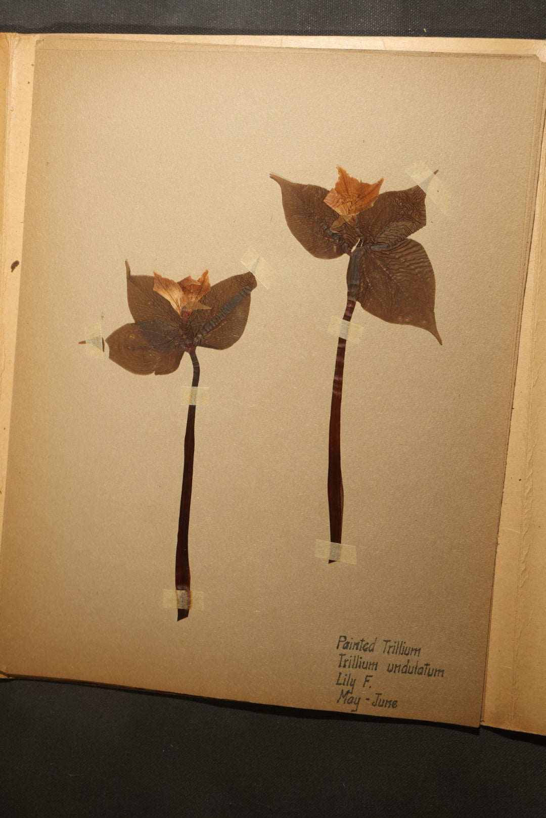 Grouping of five Antique Boy Scout Botany Merit Badge Specimen Collections with Over 100 Pages of Pressed Flowers, Plants, Leaves and Ferns, collected by Commissioner L.E. Sweitzer, Pittsfield, Massachusetts, 1922