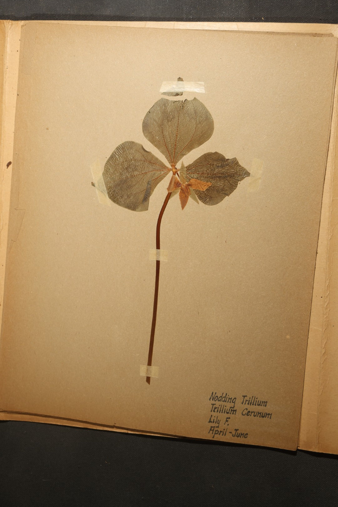 Grouping of five Antique Boy Scout Botany Merit Badge Specimen Collections with Over 100 Pages of Pressed Flowers, Plants, Leaves and Ferns, collected by Commissioner L.E. Sweitzer, Pittsfield, Massachusetts, 1922