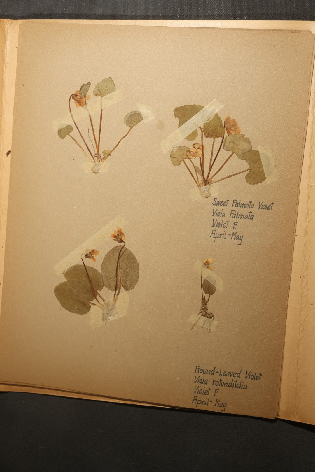 Grouping of five Antique Boy Scout Botany Merit Badge Specimen Collections with Over 100 Pages of Pressed Flowers, Plants, Leaves and Ferns, collected by Commissioner L.E. Sweitzer, Pittsfield, Massachusetts, 1922