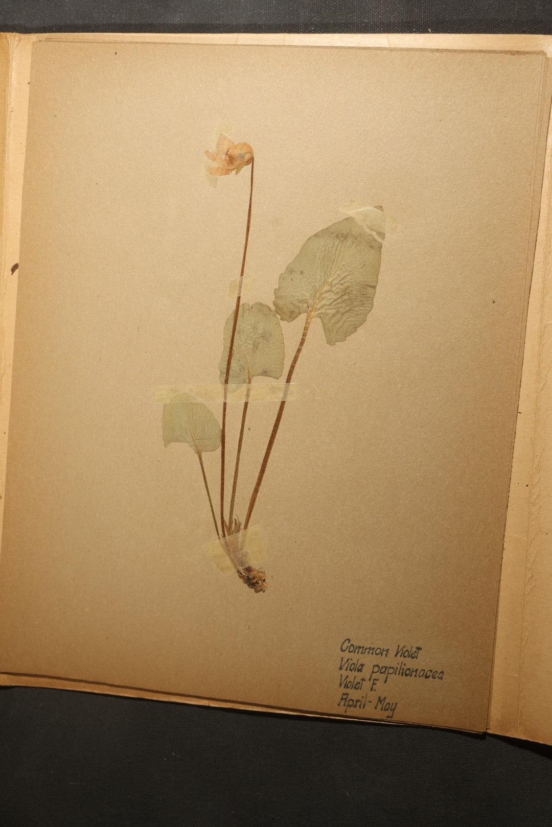 Grouping of five Antique Boy Scout Botany Merit Badge Specimen Collections with Over 100 Pages of Pressed Flowers, Plants, Leaves and Ferns, collected by Commissioner L.E. Sweitzer, Pittsfield, Massachusetts, 1922