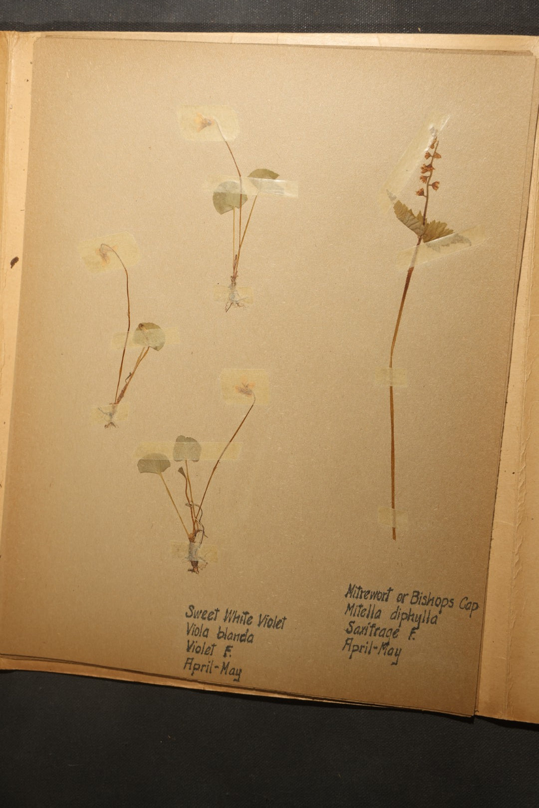 Grouping of five Antique Boy Scout Botany Merit Badge Specimen Collections with Over 100 Pages of Pressed Flowers, Plants, Leaves and Ferns, collected by Commissioner L.E. Sweitzer, Pittsfield, Massachusetts, 1922