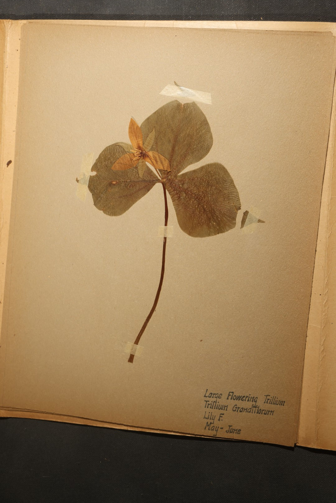 Grouping of five Antique Boy Scout Botany Merit Badge Specimen Collections with Over 100 Pages of Pressed Flowers, Plants, Leaves and Ferns, collected by Commissioner L.E. Sweitzer, Pittsfield, Massachusetts, 1922