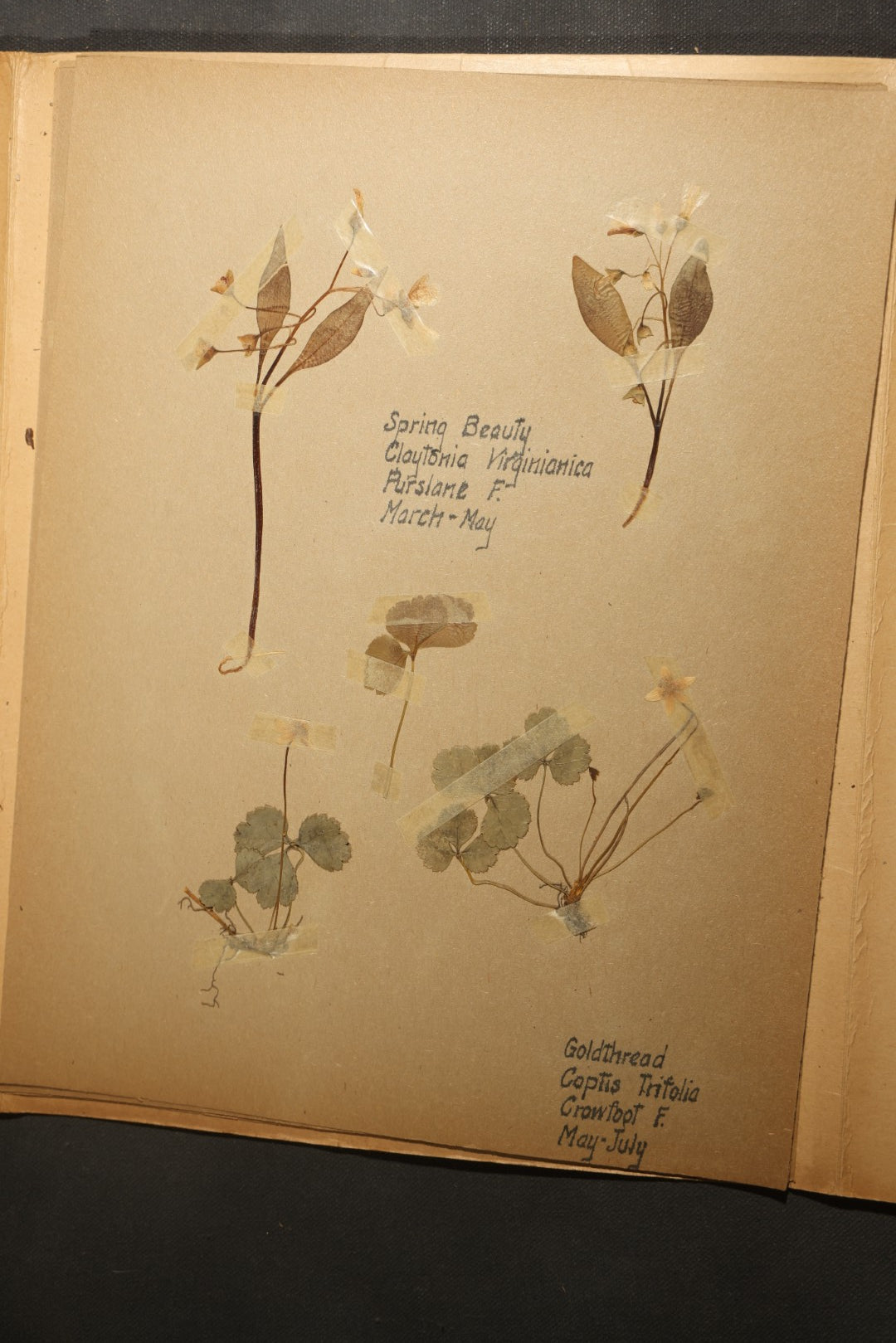 Grouping of five Antique Boy Scout Botany Merit Badge Specimen Collections with Over 100 Pages of Pressed Flowers, Plants, Leaves and Ferns, collected by Commissioner L.E. Sweitzer, Pittsfield, Massachusetts, 1922