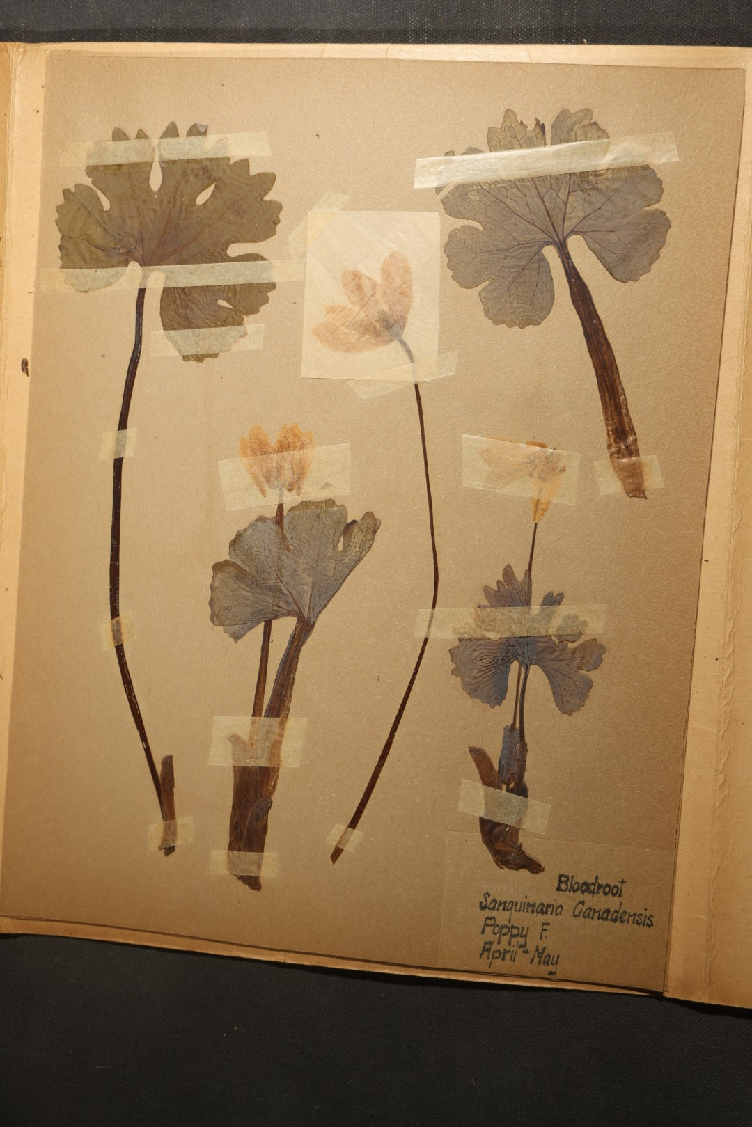 Grouping of five Antique Boy Scout Botany Merit Badge Specimen Collections with Over 100 Pages of Pressed Flowers, Plants, Leaves and Ferns, collected by Commissioner L.E. Sweitzer, Pittsfield, Massachusetts, 1922