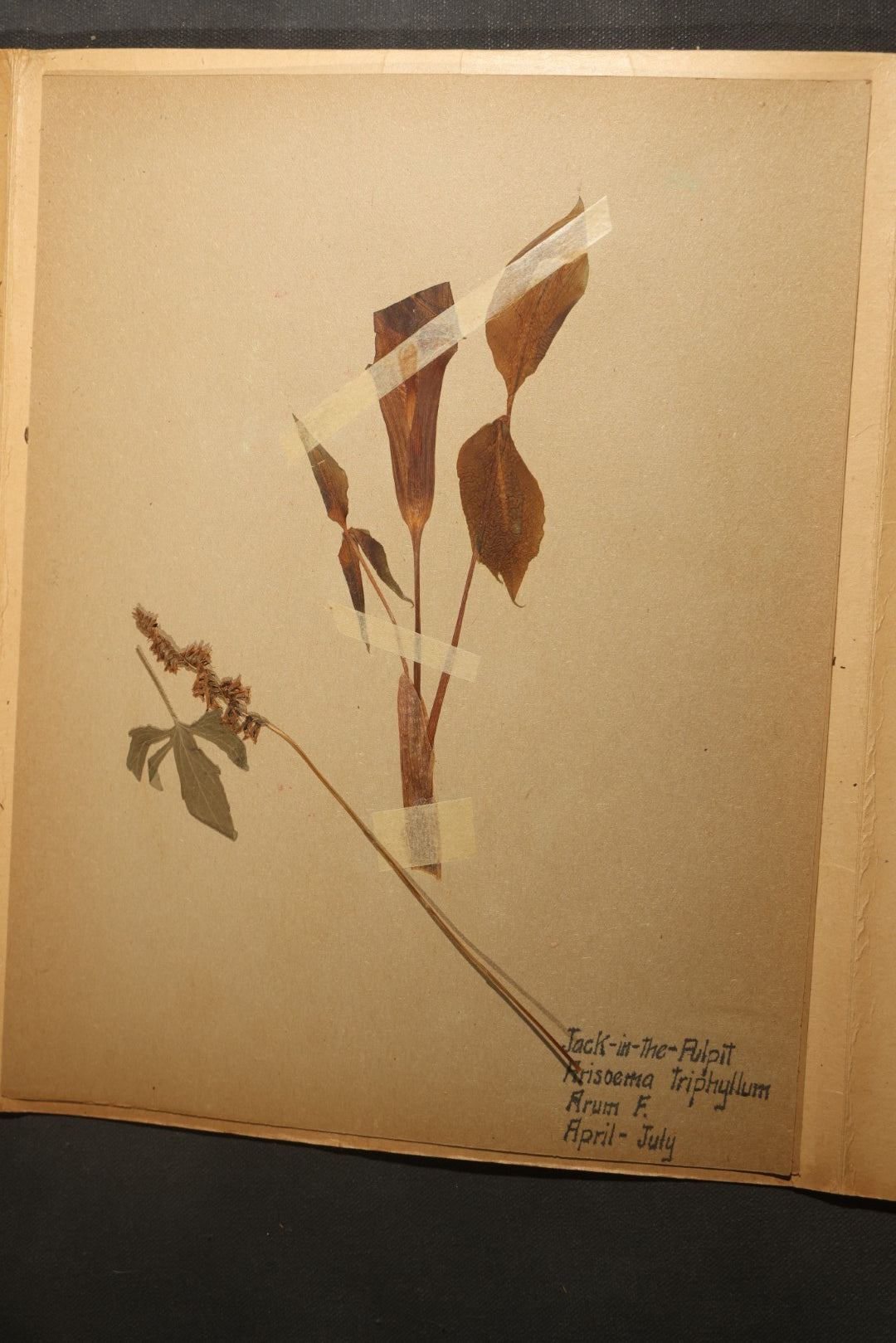Grouping of five Antique Boy Scout Botany Merit Badge Specimen Collections with Over 100 Pages of Pressed Flowers, Plants, Leaves and Ferns, collected by Commissioner L.E. Sweitzer, Pittsfield, Massachusetts, 1922