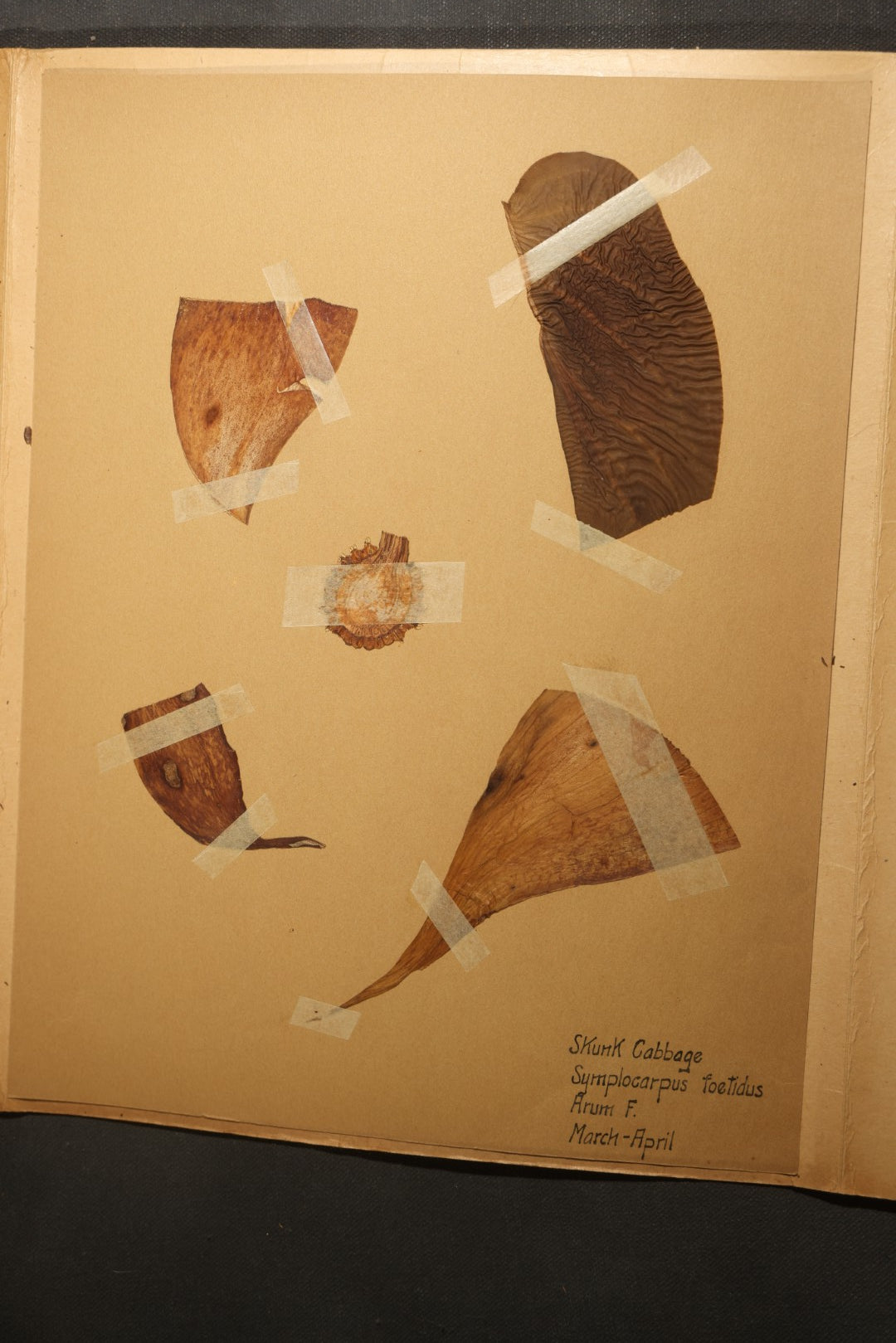 Grouping of five Antique Boy Scout Botany Merit Badge Specimen Collections with Over 100 Pages of Pressed Flowers, Plants, Leaves and Ferns, collected by Commissioner L.E. Sweitzer, Pittsfield, Massachusetts, 1922