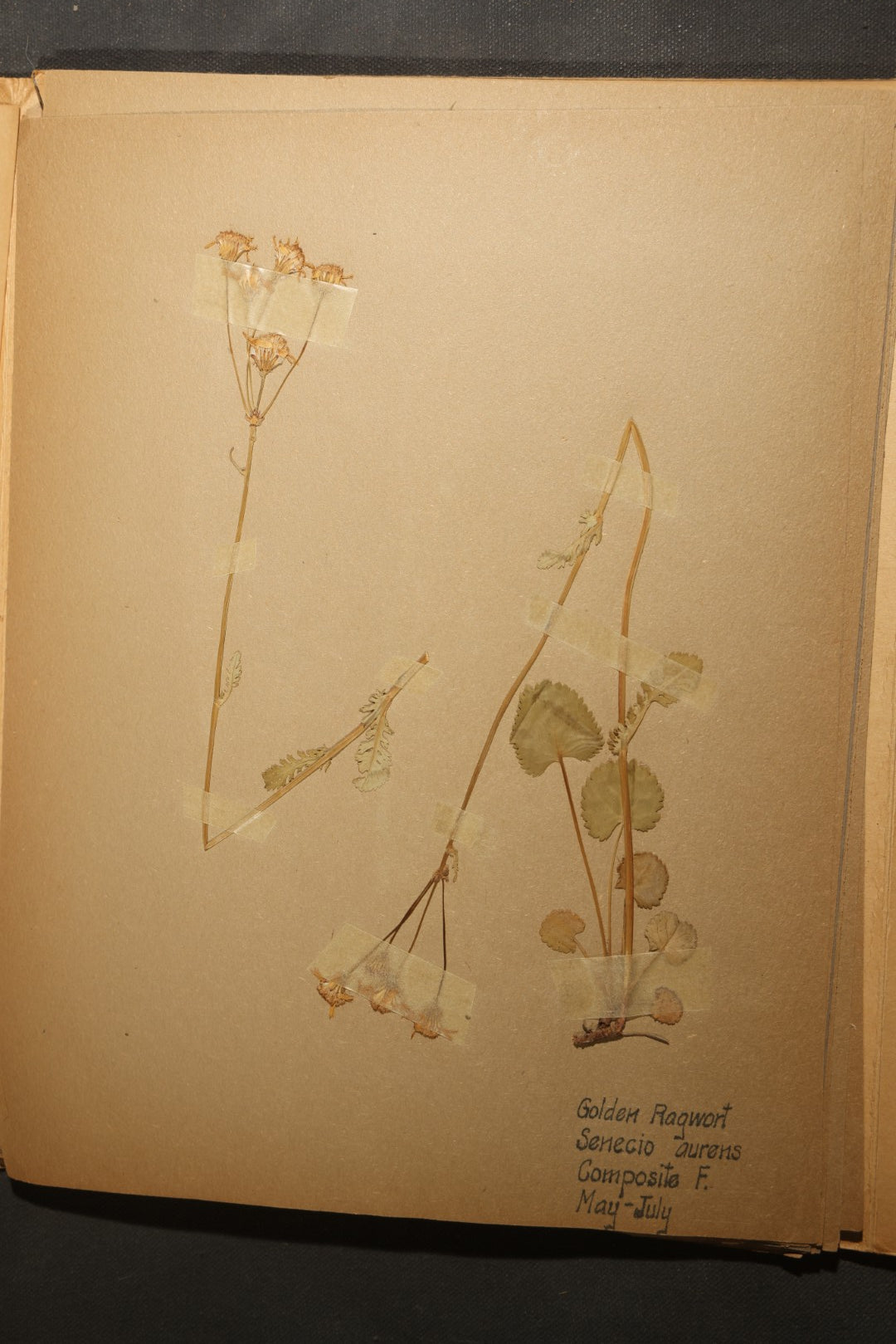 Grouping of five Antique Boy Scout Botany Merit Badge Specimen Collections with Over 100 Pages of Pressed Flowers, Plants, Leaves and Ferns, collected by Commissioner L.E. Sweitzer, Pittsfield, Massachusetts, 1922