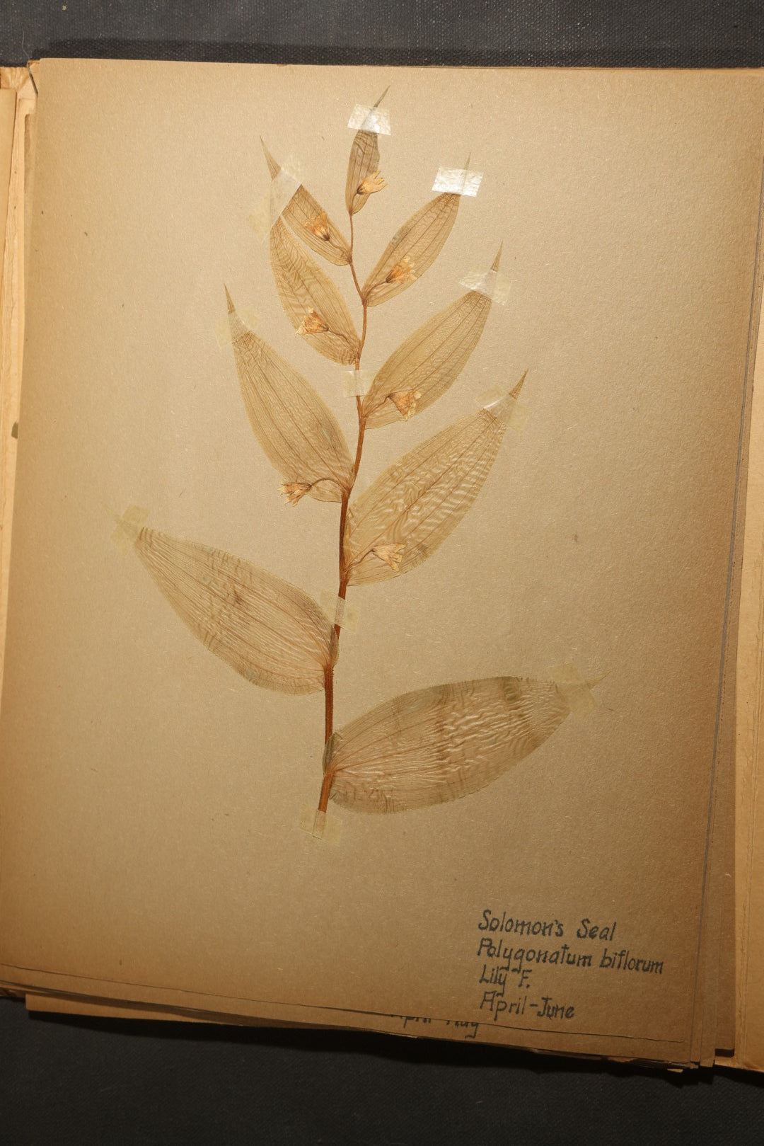 Grouping of five Antique Boy Scout Botany Merit Badge Specimen Collections with Over 100 Pages of Pressed Flowers, Plants, Leaves and Ferns, collected by Commissioner L.E. Sweitzer, Pittsfield, Massachusetts, 1922