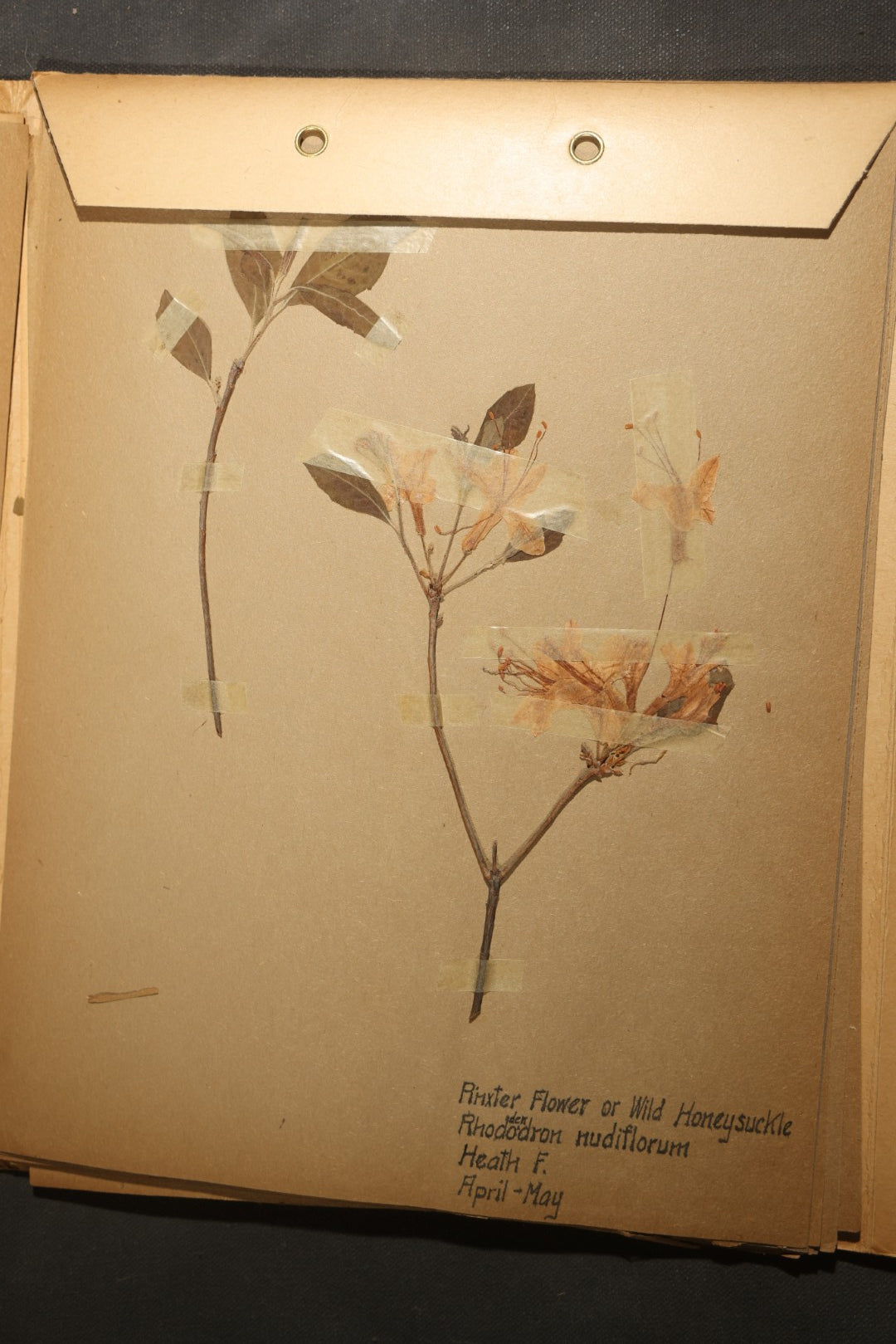 Grouping of five Antique Boy Scout Botany Merit Badge Specimen Collections with Over 100 Pages of Pressed Flowers, Plants, Leaves and Ferns, collected by Commissioner L.E. Sweitzer, Pittsfield, Massachusetts, 1922