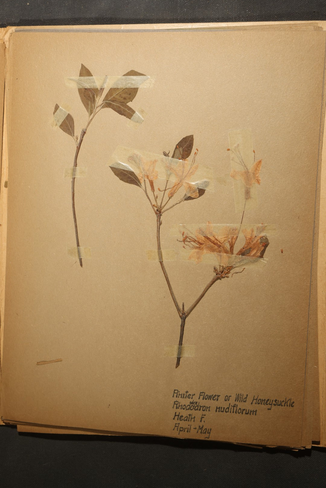 Grouping of five Antique Boy Scout Botany Merit Badge Specimen Collections with Over 100 Pages of Pressed Flowers, Plants, Leaves and Ferns, collected by Commissioner L.E. Sweitzer, Pittsfield, Massachusetts, 1922