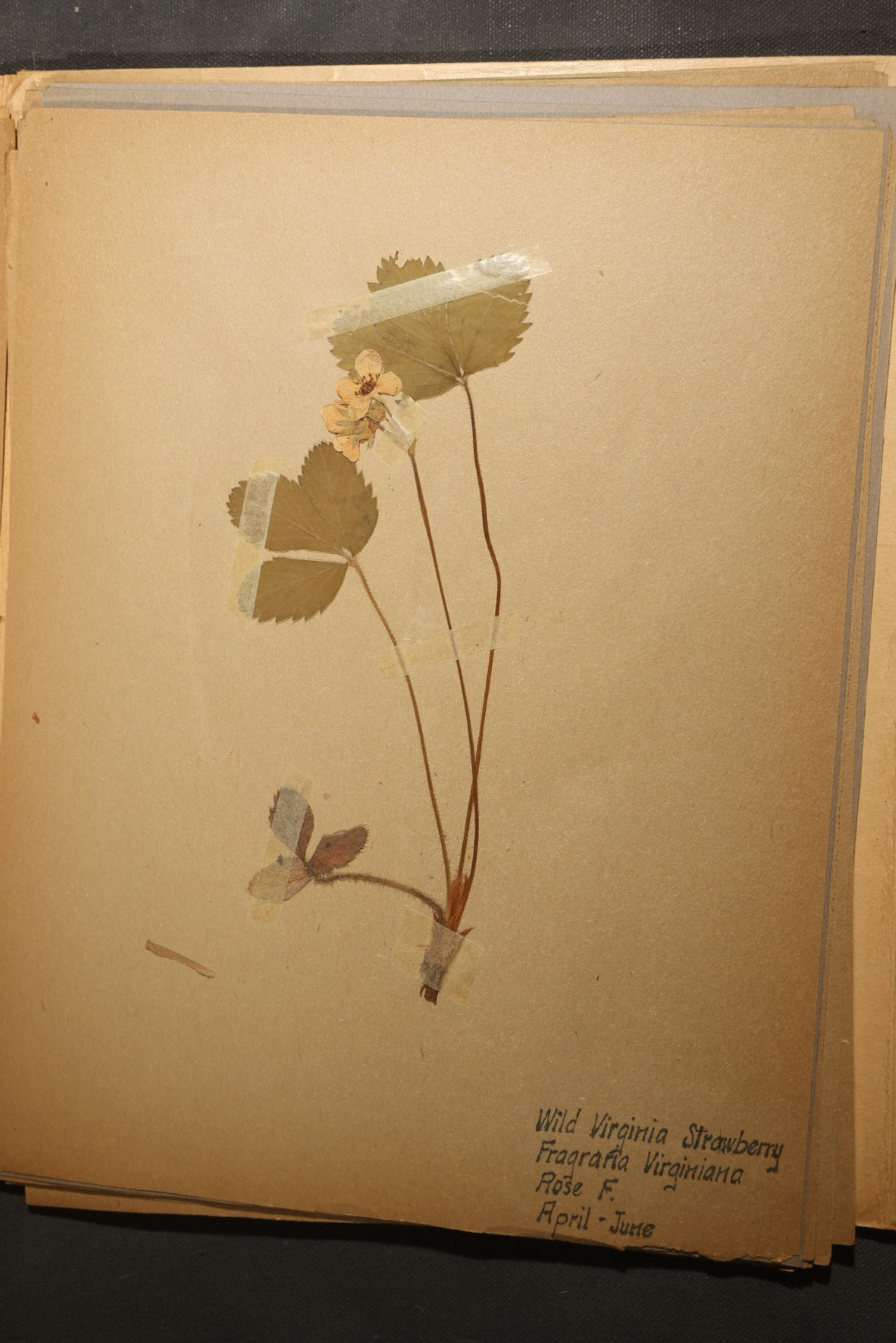 Grouping of five Antique Boy Scout Botany Merit Badge Specimen Collections with Over 100 Pages of Pressed Flowers, Plants, Leaves and Ferns, collected by Commissioner L.E. Sweitzer, Pittsfield, Massachusetts, 1922