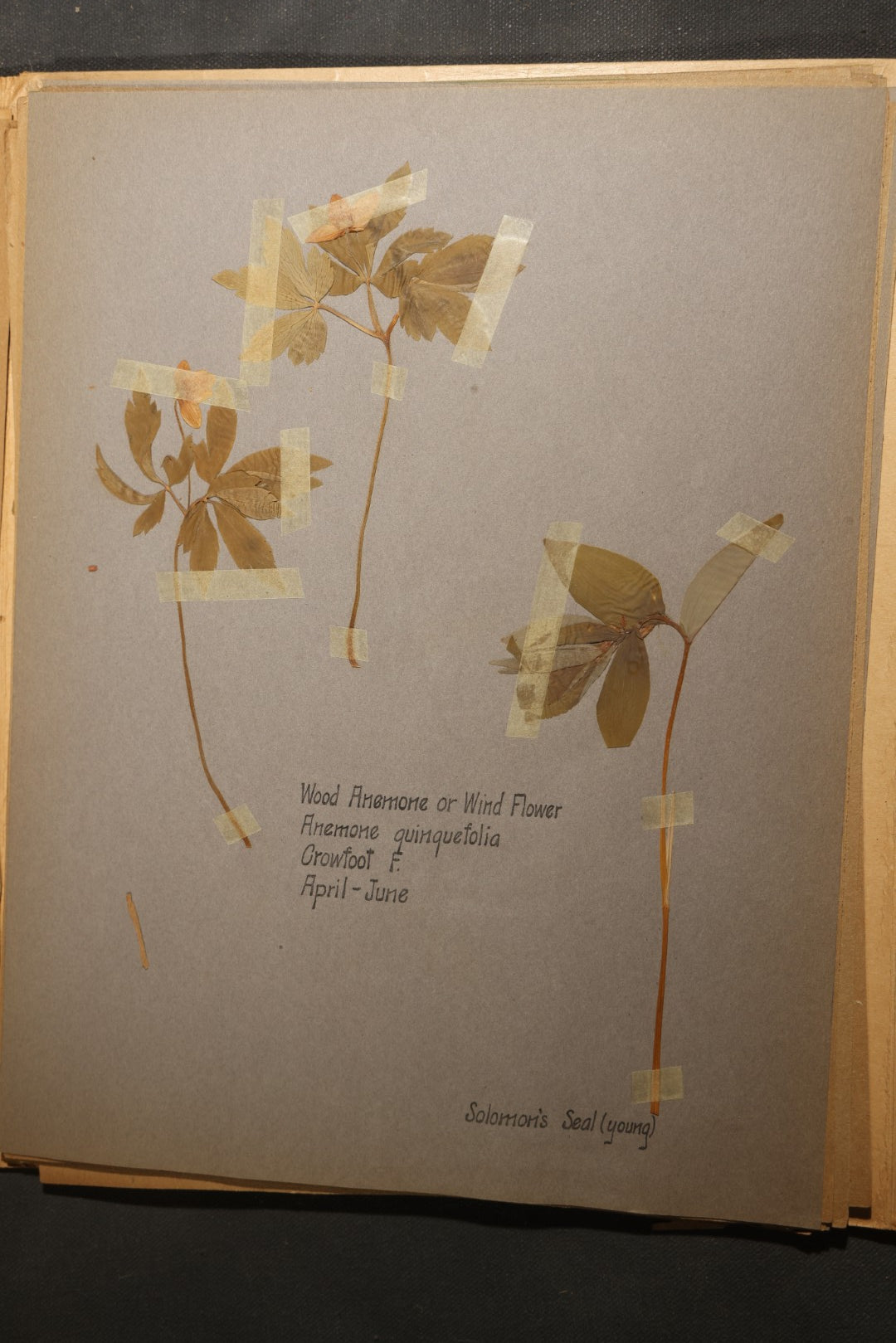 Grouping of five Antique Boy Scout Botany Merit Badge Specimen Collections with Over 100 Pages of Pressed Flowers, Plants, Leaves and Ferns, collected by Commissioner L.E. Sweitzer, Pittsfield, Massachusetts, 1922