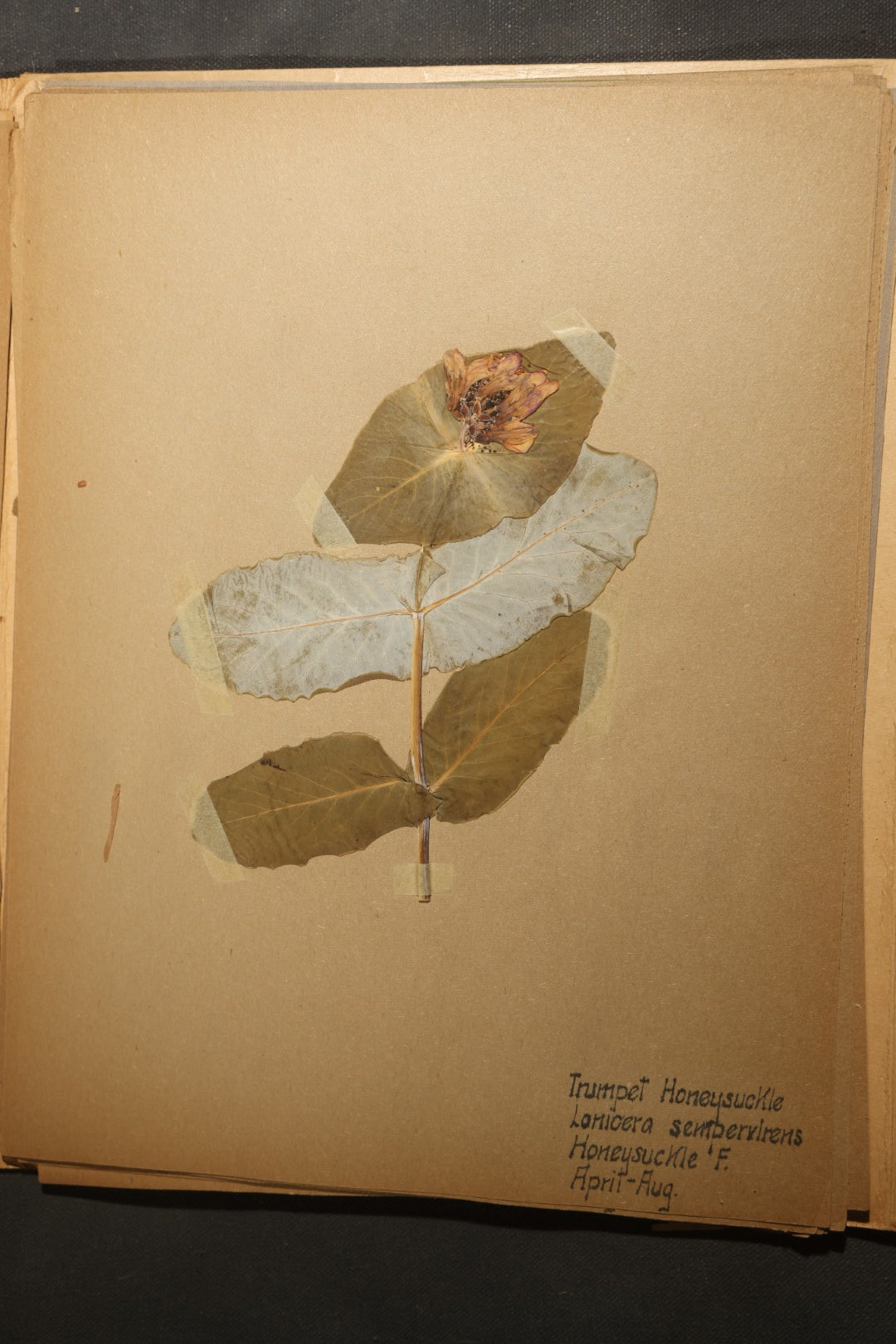 Grouping of five Antique Boy Scout Botany Merit Badge Specimen Collections with Over 100 Pages of Pressed Flowers, Plants, Leaves and Ferns, collected by Commissioner L.E. Sweitzer, Pittsfield, Massachusetts, 1922