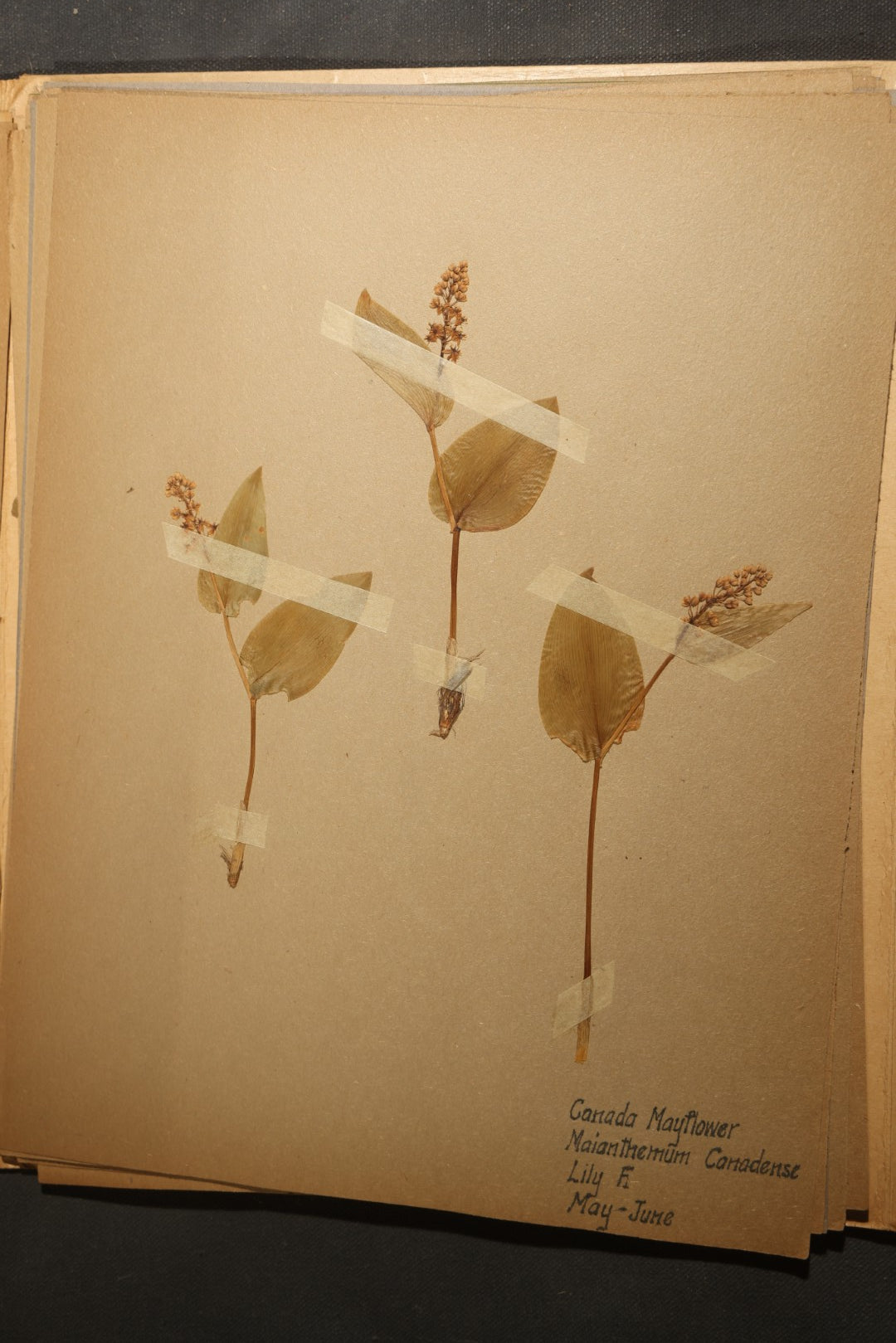 Grouping of five Antique Boy Scout Botany Merit Badge Specimen Collections with Over 100 Pages of Pressed Flowers, Plants, Leaves and Ferns, collected by Commissioner L.E. Sweitzer, Pittsfield, Massachusetts, 1922