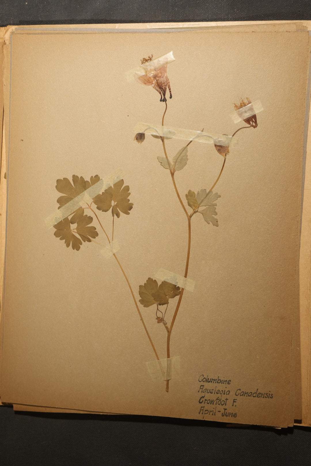 Grouping of five Antique Boy Scout Botany Merit Badge Specimen Collections with Over 100 Pages of Pressed Flowers, Plants, Leaves and Ferns, collected by Commissioner L.E. Sweitzer, Pittsfield, Massachusetts, 1922
