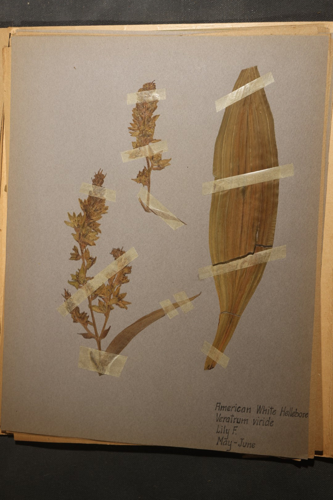 Grouping of five Antique Boy Scout Botany Merit Badge Specimen Collections with Over 100 Pages of Pressed Flowers, Plants, Leaves and Ferns, collected by Commissioner L.E. Sweitzer, Pittsfield, Massachusetts, 1922