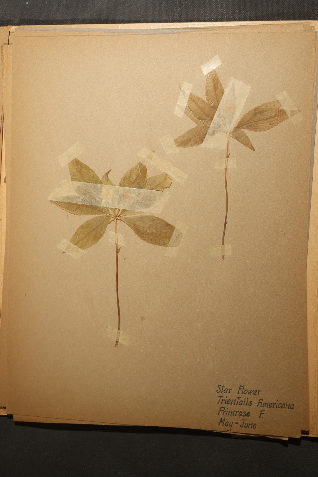 Grouping of five Antique Boy Scout Botany Merit Badge Specimen Collections with Over 100 Pages of Pressed Flowers, Plants, Leaves and Ferns, collected by Commissioner L.E. Sweitzer, Pittsfield, Massachusetts, 1922