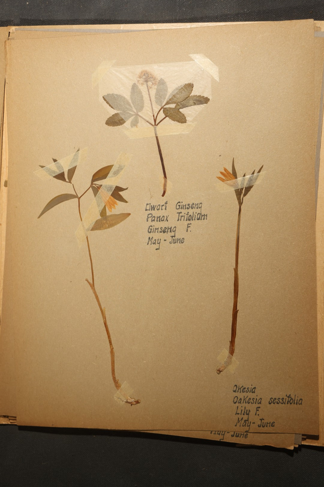 Grouping of five Antique Boy Scout Botany Merit Badge Specimen Collections with Over 100 Pages of Pressed Flowers, Plants, Leaves and Ferns, collected by Commissioner L.E. Sweitzer, Pittsfield, Massachusetts, 1922
