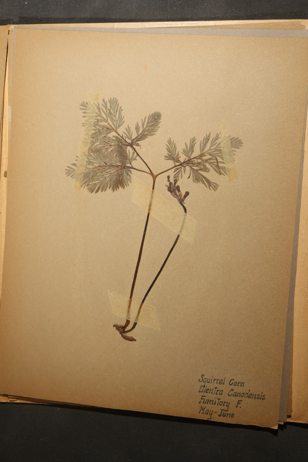 Grouping of five Antique Boy Scout Botany Merit Badge Specimen Collections with Over 100 Pages of Pressed Flowers, Plants, Leaves and Ferns, collected by Commissioner L.E. Sweitzer, Pittsfield, Massachusetts, 1922