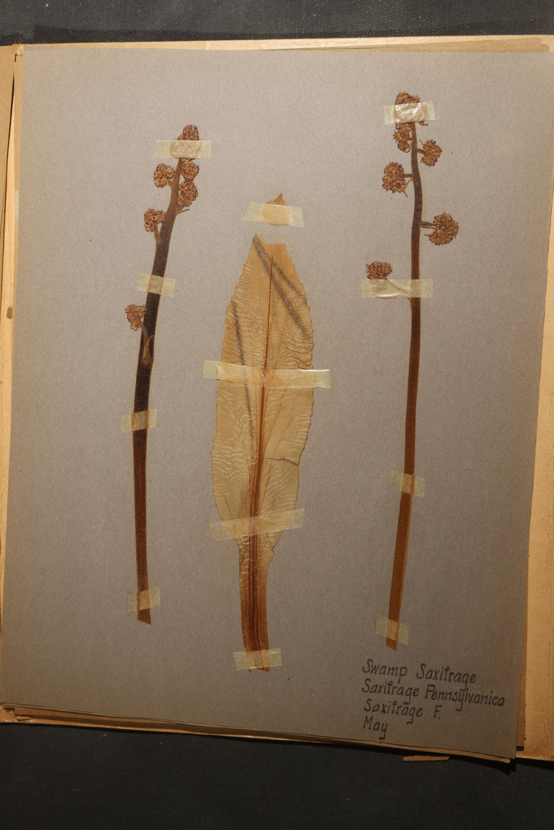 Grouping of five Antique Boy Scout Botany Merit Badge Specimen Collections with Over 100 Pages of Pressed Flowers, Plants, Leaves and Ferns, collected by Commissioner L.E. Sweitzer, Pittsfield, Massachusetts, 1922