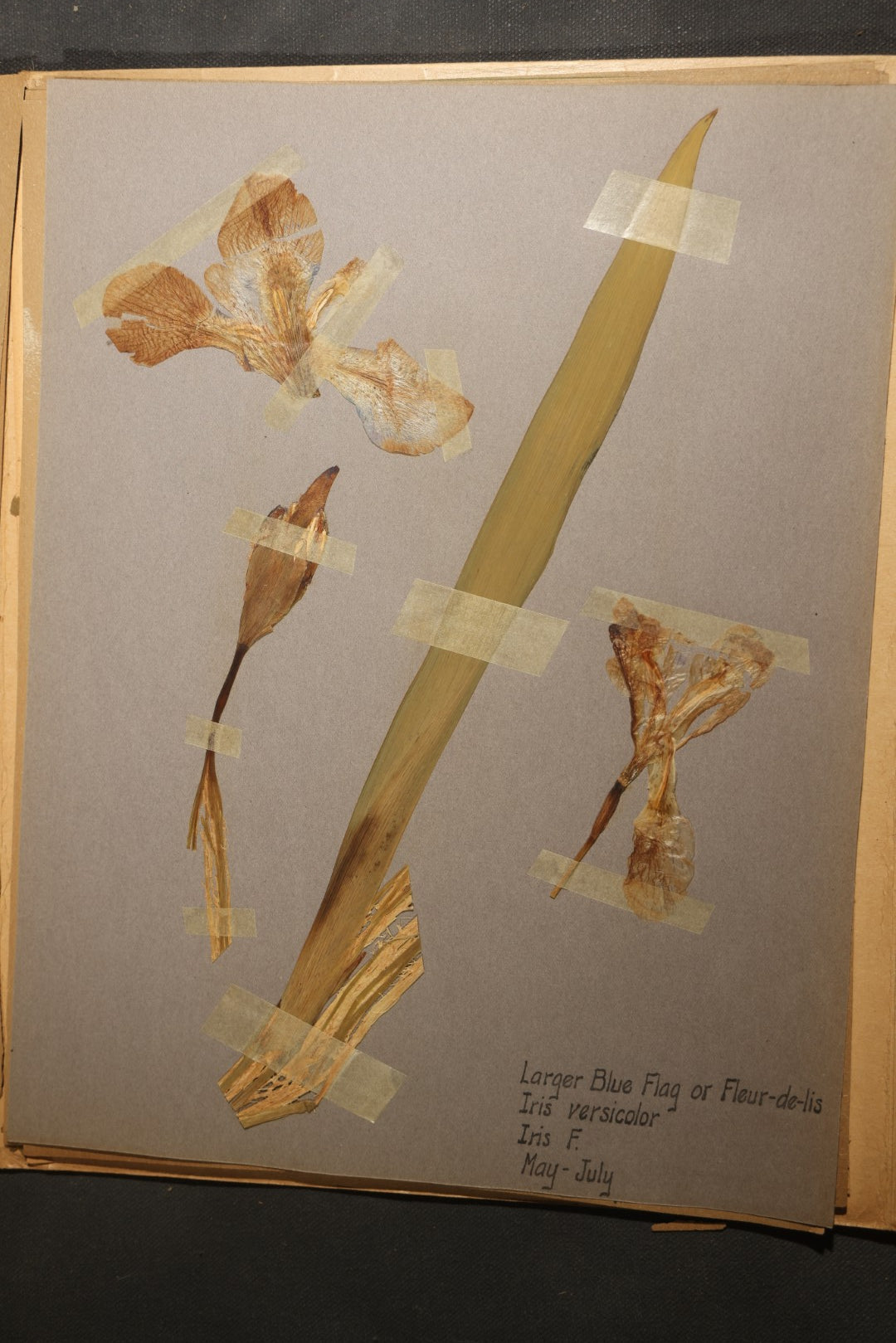 Grouping of five Antique Boy Scout Botany Merit Badge Specimen Collections with Over 100 Pages of Pressed Flowers, Plants, Leaves and Ferns, collected by Commissioner L.E. Sweitzer, Pittsfield, Massachusetts, 1922