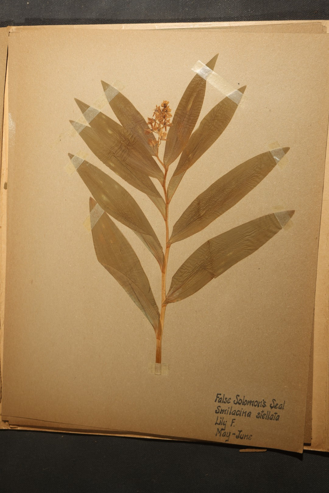 Grouping of five Antique Boy Scout Botany Merit Badge Specimen Collections with Over 100 Pages of Pressed Flowers, Plants, Leaves and Ferns, collected by Commissioner L.E. Sweitzer, Pittsfield, Massachusetts, 1922
