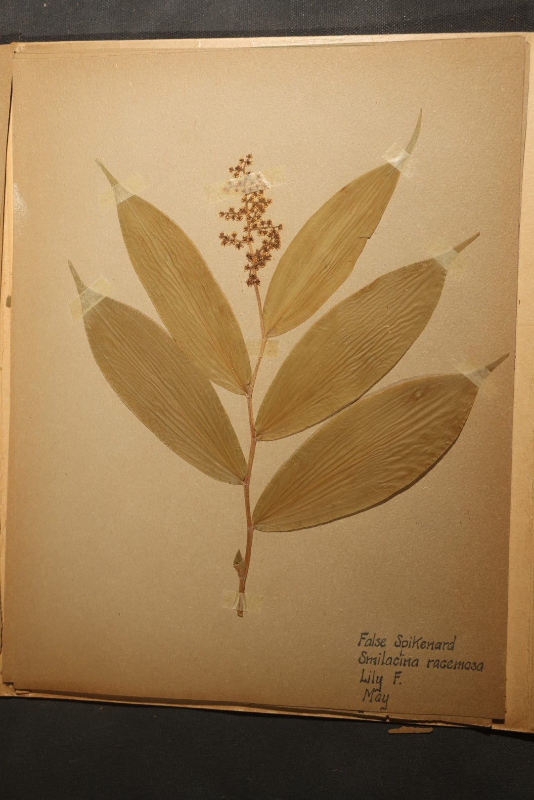 Grouping of five Antique Boy Scout Botany Merit Badge Specimen Collections with Over 100 Pages of Pressed Flowers, Plants, Leaves and Ferns, collected by Commissioner L.E. Sweitzer, Pittsfield, Massachusetts, 1922