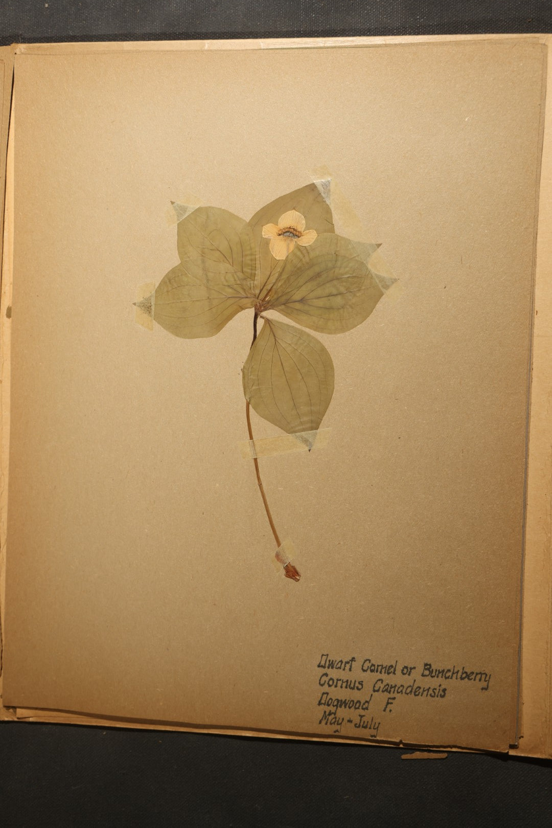 Grouping of five Antique Boy Scout Botany Merit Badge Specimen Collections with Over 100 Pages of Pressed Flowers, Plants, Leaves and Ferns, collected by Commissioner L.E. Sweitzer, Pittsfield, Massachusetts, 1922