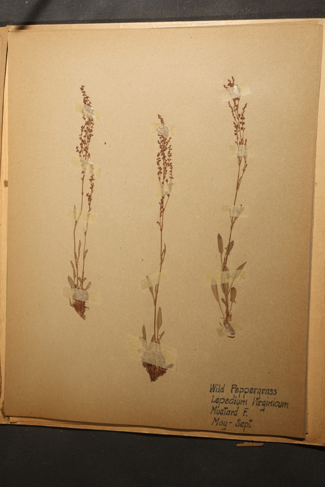 Grouping of five Antique Boy Scout Botany Merit Badge Specimen Collections with Over 100 Pages of Pressed Flowers, Plants, Leaves and Ferns, collected by Commissioner L.E. Sweitzer, Pittsfield, Massachusetts, 1922
