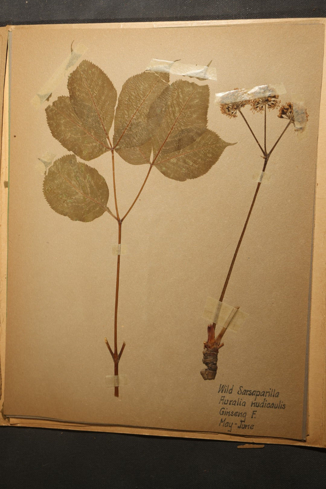 Grouping of five Antique Boy Scout Botany Merit Badge Specimen Collections with Over 100 Pages of Pressed Flowers, Plants, Leaves and Ferns, collected by Commissioner L.E. Sweitzer, Pittsfield, Massachusetts, 1922