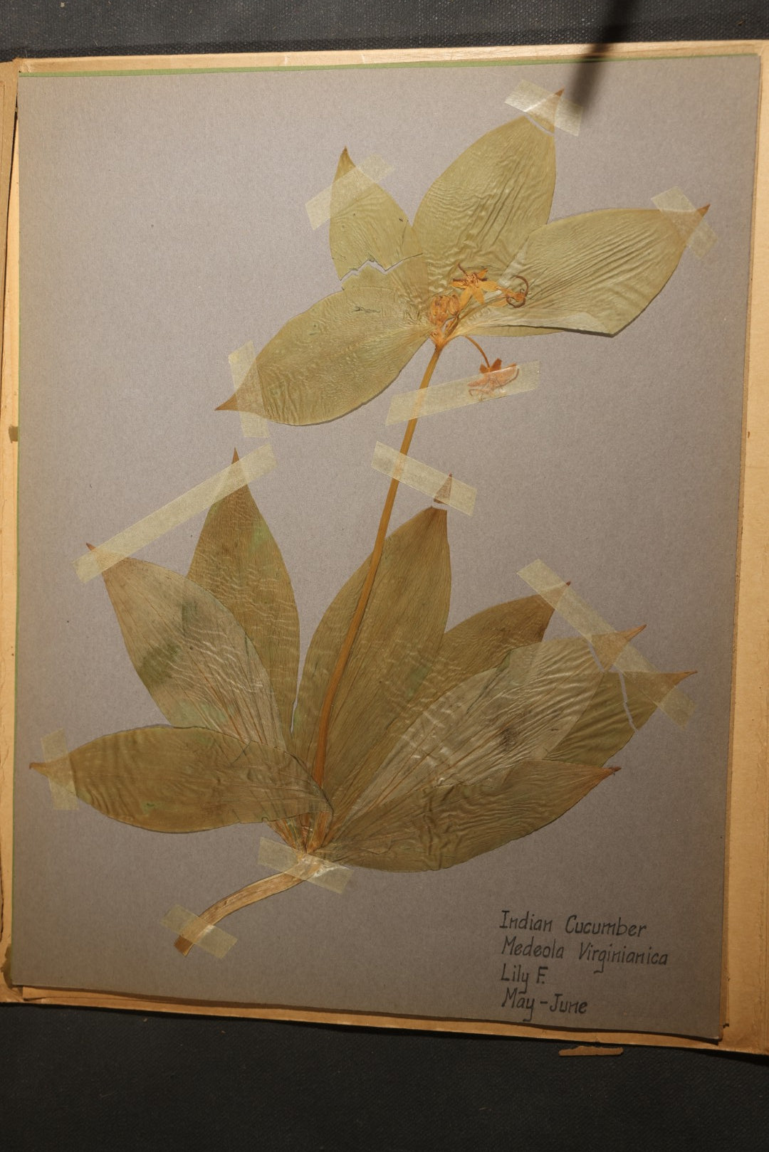 Grouping of five Antique Boy Scout Botany Merit Badge Specimen Collections with Over 100 Pages of Pressed Flowers, Plants, Leaves and Ferns, collected by Commissioner L.E. Sweitzer, Pittsfield, Massachusetts, 1922