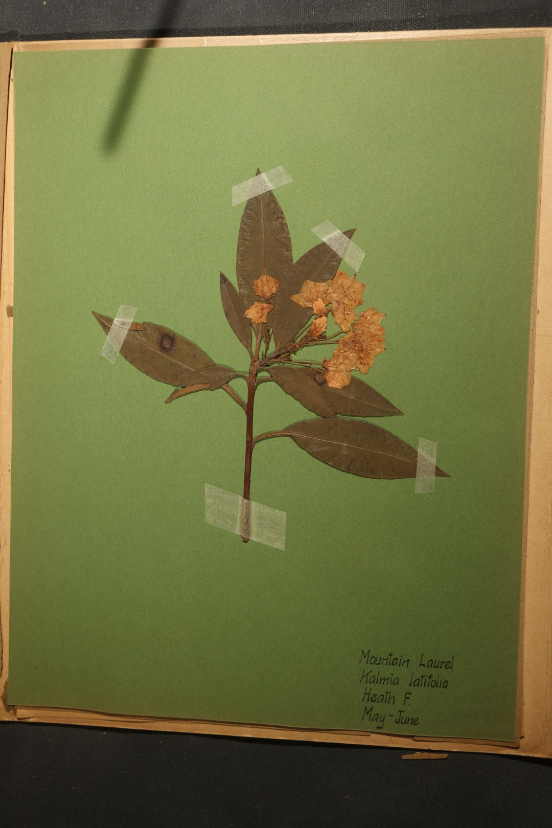 Grouping of five Antique Boy Scout Botany Merit Badge Specimen Collections with Over 100 Pages of Pressed Flowers, Plants, Leaves and Ferns, collected by Commissioner L.E. Sweitzer, Pittsfield, Massachusetts, 1922