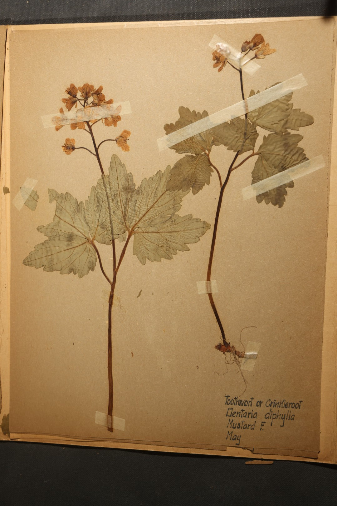 Grouping of five Antique Boy Scout Botany Merit Badge Specimen Collections with Over 100 Pages of Pressed Flowers, Plants, Leaves and Ferns, collected by Commissioner L.E. Sweitzer, Pittsfield, Massachusetts, 1922