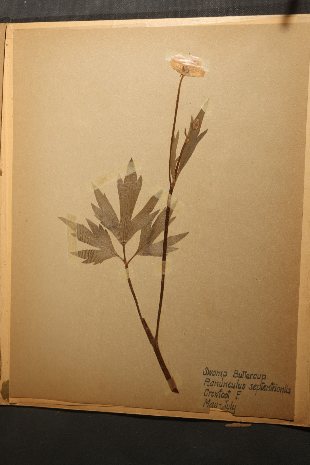 Grouping of five Antique Boy Scout Botany Merit Badge Specimen Collections with Over 100 Pages of Pressed Flowers, Plants, Leaves and Ferns, collected by Commissioner L.E. Sweitzer, Pittsfield, Massachusetts, 1922
