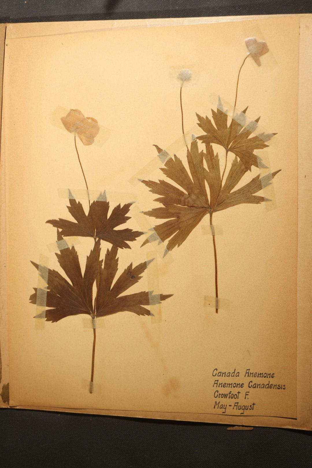 Grouping of five Antique Boy Scout Botany Merit Badge Specimen Collections with Over 100 Pages of Pressed Flowers, Plants, Leaves and Ferns, collected by Commissioner L.E. Sweitzer, Pittsfield, Massachusetts, 1922