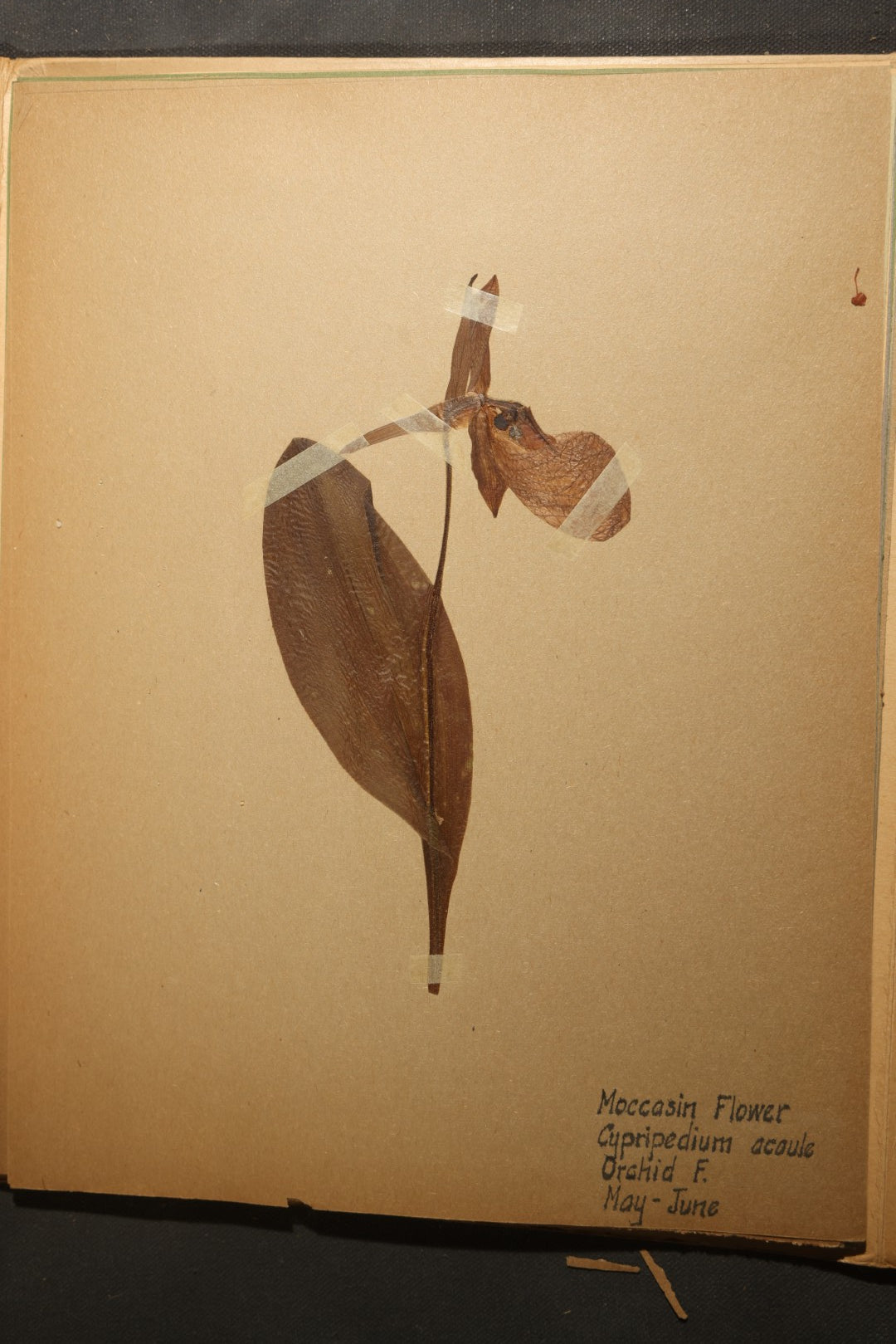 Grouping of five Antique Boy Scout Botany Merit Badge Specimen Collections with Over 100 Pages of Pressed Flowers, Plants, Leaves and Ferns, collected by Commissioner L.E. Sweitzer, Pittsfield, Massachusetts, 1922