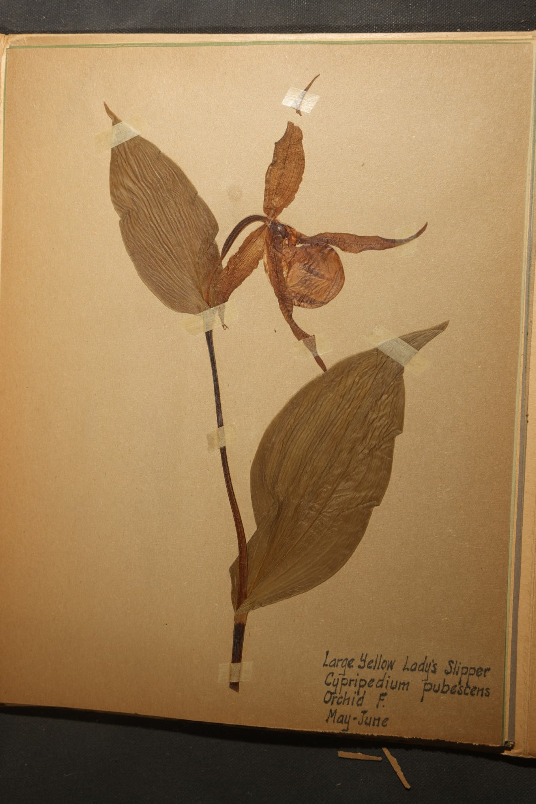 Grouping of five Antique Boy Scout Botany Merit Badge Specimen Collections with Over 100 Pages of Pressed Flowers, Plants, Leaves and Ferns, collected by Commissioner L.E. Sweitzer, Pittsfield, Massachusetts, 1922