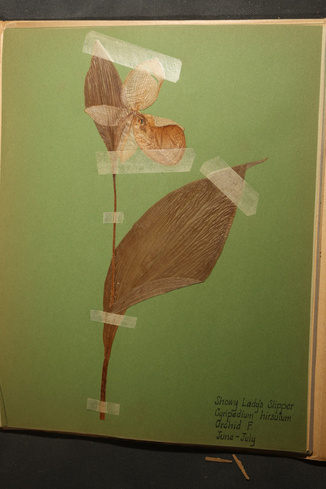 Grouping of five Antique Boy Scout Botany Merit Badge Specimen Collections with Over 100 Pages of Pressed Flowers, Plants, Leaves and Ferns, collected by Commissioner L.E. Sweitzer, Pittsfield, Massachusetts, 1922