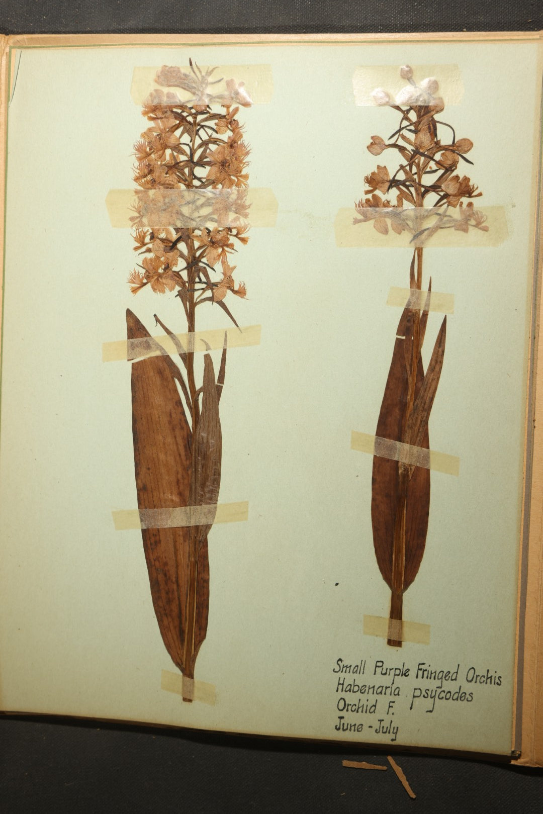 Grouping of five Antique Boy Scout Botany Merit Badge Specimen Collections with Over 100 Pages of Pressed Flowers, Plants, Leaves and Ferns, collected by Commissioner L.E. Sweitzer, Pittsfield, Massachusetts, 1922