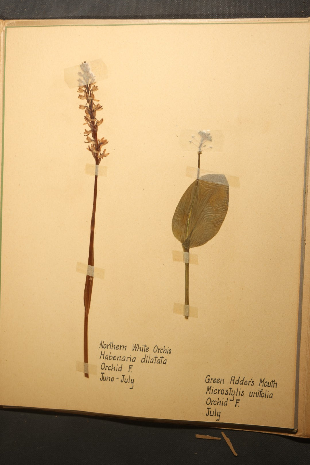 Grouping of five Antique Boy Scout Botany Merit Badge Specimen Collections with Over 100 Pages of Pressed Flowers, Plants, Leaves and Ferns, collected by Commissioner L.E. Sweitzer, Pittsfield, Massachusetts, 1922