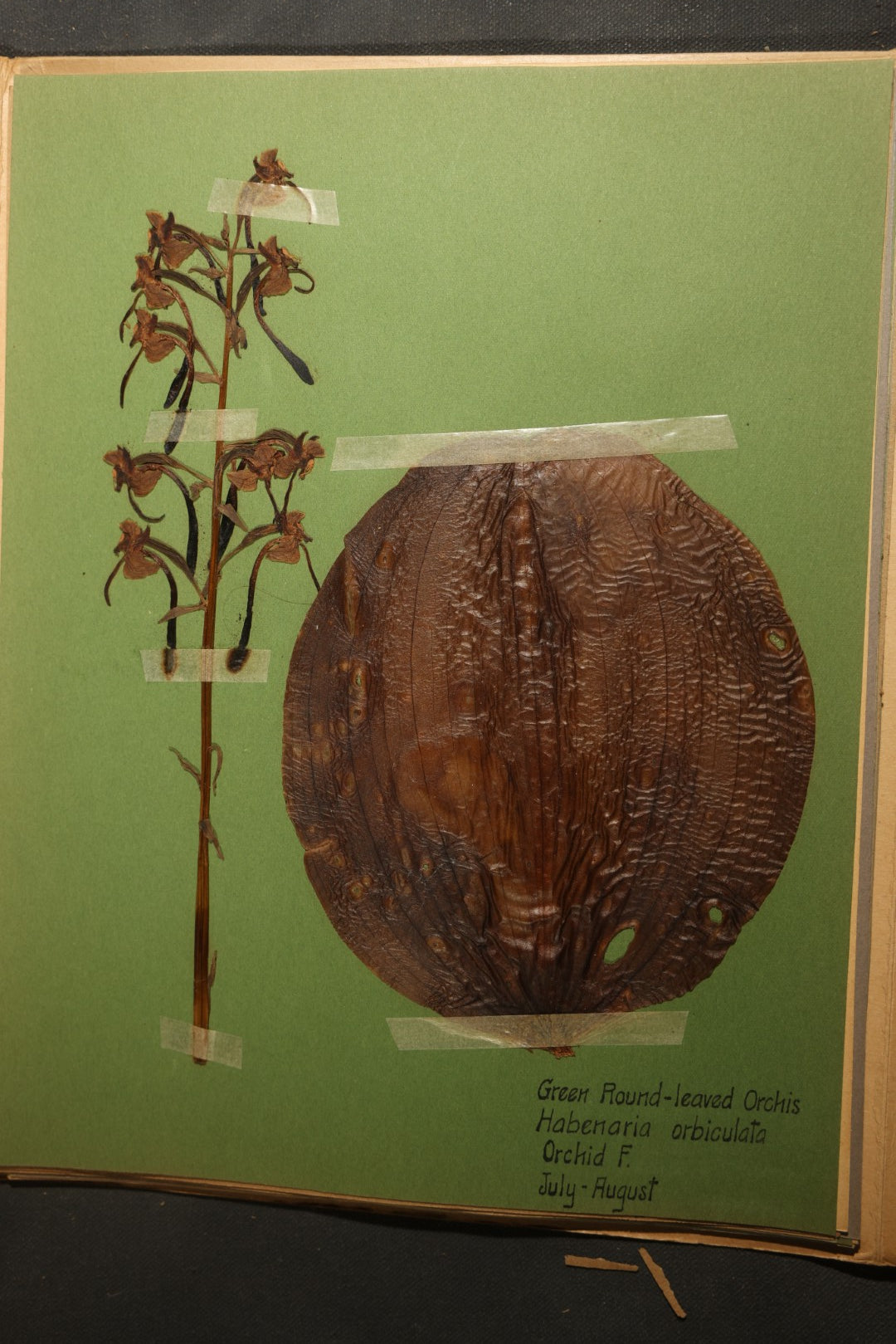 Grouping of five Antique Boy Scout Botany Merit Badge Specimen Collections with Over 100 Pages of Pressed Flowers, Plants, Leaves and Ferns, collected by Commissioner L.E. Sweitzer, Pittsfield, Massachusetts, 1922