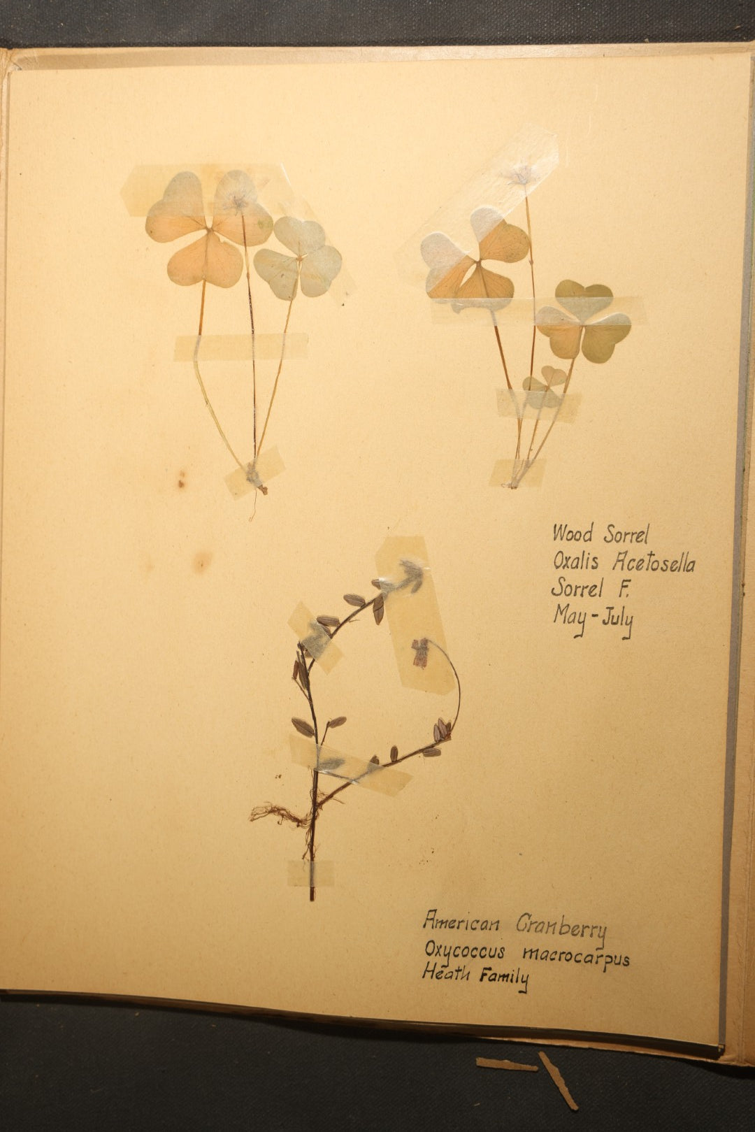 Grouping of five Antique Boy Scout Botany Merit Badge Specimen Collections with Over 100 Pages of Pressed Flowers, Plants, Leaves and Ferns, collected by Commissioner L.E. Sweitzer, Pittsfield, Massachusetts, 1922