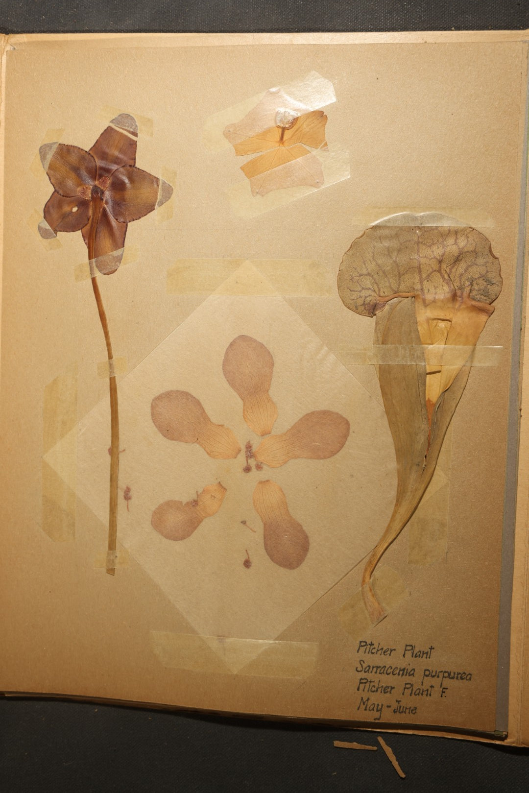 Grouping of five Antique Boy Scout Botany Merit Badge Specimen Collections with Over 100 Pages of Pressed Flowers, Plants, Leaves and Ferns, collected by Commissioner L.E. Sweitzer, Pittsfield, Massachusetts, 1922