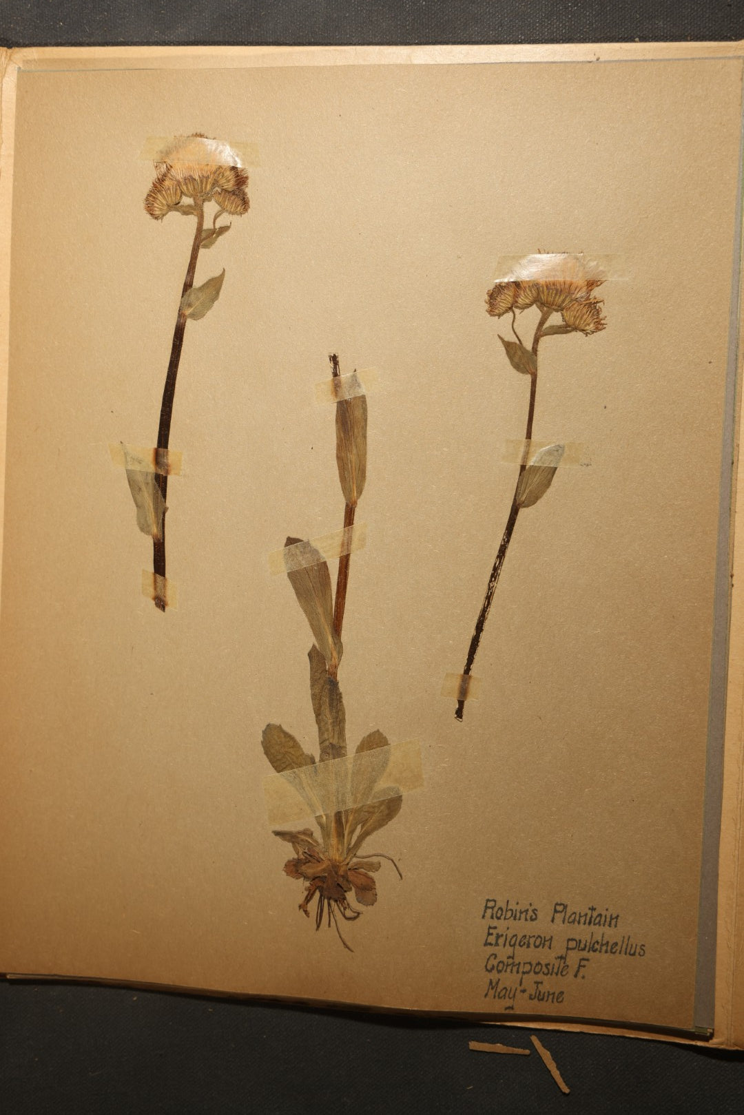 Grouping of five Antique Boy Scout Botany Merit Badge Specimen Collections with Over 100 Pages of Pressed Flowers, Plants, Leaves and Ferns, collected by Commissioner L.E. Sweitzer, Pittsfield, Massachusetts, 1922